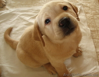 Продаем породистых щенков лабрадора ретривера - <ro>Изображение</ro><ru>Изображение</ru> #2, <ru>Объявление</ru> #123552