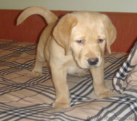 Продаем породистых щенков лабрадора ретривера - <ro>Изображение</ro><ru>Изображение</ru> #1, <ru>Объявление</ru> #123552