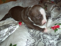 ПРОДАМ ЩЕНКОВ ПИТБУЛЬТЕРЬЕРА  - <ro>Изображение</ro><ru>Изображение</ru> #2, <ru>Объявление</ru> #160713