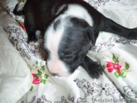 ПРОДАМ ЩЕНКОВ ПИТБУЛЬТЕРЬЕРА  - <ro>Изображение</ro><ru>Изображение</ru> #1, <ru>Объявление</ru> #160713