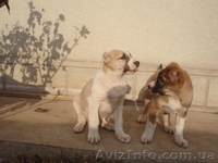 продам щенков алабая(волкодава) - <ro>Изображение</ro><ru>Изображение</ru> #1, <ru>Объявление</ru> #169508
