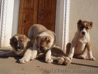 продам щенков алабая(волкодава) - <ro>Изображение</ro><ru>Изображение</ru> #2, <ru>Объявление</ru> #169508