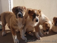 продам щенков алабая(волкодава) - <ro>Изображение</ro><ru>Изображение</ru> #3, <ru>Объявление</ru> #169508