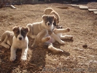 продам щенков алабая(волкодава) - <ro>Изображение</ro><ru>Изображение</ru> #5, <ru>Объявление</ru> #169508