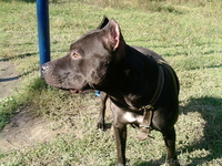 ПРОДАМ ЩЕНКОВ ПИТБУЛЬТЕРЬЕРА  - <ro>Изображение</ro><ru>Изображение</ru> #4, <ru>Объявление</ru> #160713