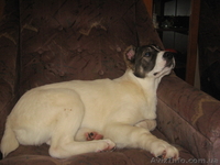 элитные щенки от чемпиона Украины - <ro>Изображение</ro><ru>Изображение</ru> #2, <ru>Объявление</ru> #188244