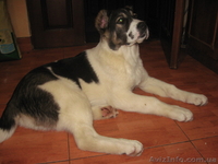 элитные щенки от чемпиона Украины - <ro>Изображение</ro><ru>Изображение</ru> #1, <ru>Объявление</ru> #188244