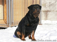  Продам щенка ротвейлера - <ro>Изображение</ro><ru>Изображение</ru> #3, <ru>Объявление</ru> #234333