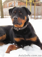  Продам щенка ротвейлера - <ro>Изображение</ro><ru>Изображение</ru> #2, <ru>Объявление</ru> #234333