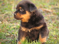  Продам щенка ротвейлера - <ro>Изображение</ro><ru>Изображение</ru> #1, <ru>Объявление</ru> #234333