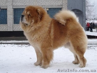 Подрощенный щенок чау-чау - <ro>Изображение</ro><ru>Изображение</ru> #3, <ru>Объявление</ru> #193232