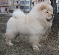 Подрощенный щенок чау-чау - <ro>Изображение</ro><ru>Изображение</ru> #2, <ru>Объявление</ru> #193232