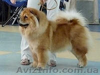 Подрощенный щенок чау-чау - <ro>Изображение</ro><ru>Изображение</ru> #4, <ru>Объявление</ru> #193232