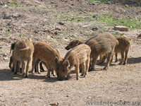 ПРОДАМ СВИНЬИ ДИКИЕ  - <ro>Изображение</ro><ru>Изображение</ru> #1, <ru>Объявление</ru> #265895