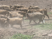 ПРОДАМ СВИНЬИ ДИКИЕ  - <ro>Изображение</ro><ru>Изображение</ru> #2, <ru>Объявление</ru> #265895