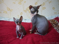 Милые очаровашки - котята канадского сфинкса - <ro>Изображение</ro><ru>Изображение</ru> #3, <ru>Объявление</ru> #326401