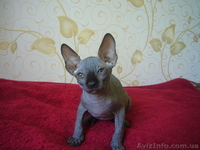 Милые очаровашки - котята канадского сфинкса - <ro>Изображение</ro><ru>Изображение</ru> #1, <ru>Объявление</ru> #326401