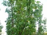 Продам земельный участок Винница-с. Лавровка, срочно! - <ro>Изображение</ro><ru>Изображение</ru> #6, <ru>Объявление</ru> #326333