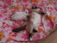 Котята - мальчик и девочка - <ro>Изображение</ro><ru>Изображение</ru> #1, <ru>Объявление</ru> #343841