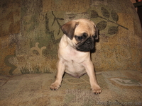 Продам щенка мопса (кабель) - <ro>Изображение</ro><ru>Изображение</ru> #1, <ru>Объявление</ru> #348546