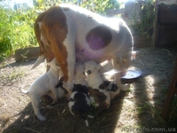 Хорошие щенки Американский бульдог - <ro>Изображение</ro><ru>Изображение</ru> #1, <ru>Объявление</ru> #362831