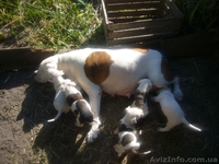 Хорошие щенки Американский бульдог - <ro>Изображение</ro><ru>Изображение</ru> #2, <ru>Объявление</ru> #362831