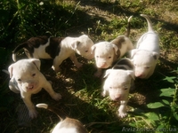 Хорошие щенки Американский бульдог - <ro>Изображение</ro><ru>Изображение</ru> #3, <ru>Объявление</ru> #362831