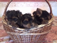 щеночки йорширского терьера - <ro>Изображение</ro><ru>Изображение</ru> #2, <ru>Объявление</ru> #399478