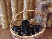 щеночки йорширского терьера - <ro>Изображение</ro><ru>Изображение</ru> #3, <ru>Объявление</ru> #399478