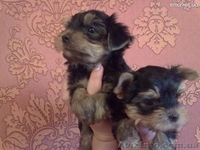 щеночки йорширского терьера - <ro>Изображение</ro><ru>Изображение</ru> #4, <ru>Объявление</ru> #399478