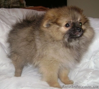 Шпиц померанский (миниатюрный) - <ro>Изображение</ro><ru>Изображение</ru> #3, <ru>Объявление</ru> #401818