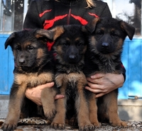 Перспективные щенки немецкой овчарки - крови Германии! - <ro>Изображение</ro><ru>Изображение</ru> #1, <ru>Объявление</ru> #403790