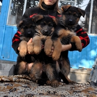 Перспективные щенки немецкой овчарки - крови Германии! - <ro>Изображение</ro><ru>Изображение</ru> #2, <ru>Объявление</ru> #403790