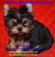 Элитные щеночки йоркширского терьера питомник Моя Малютка - <ro>Изображение</ro><ru>Изображение</ru> #7, <ru>Объявление</ru> #433079
