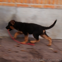 Перспективные щенки немецкой овчарки - крови Германии! - <ro>Изображение</ro><ru>Изображение</ru> #4, <ru>Объявление</ru> #403790