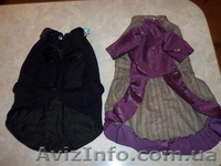 шью эксклюзивные вещи любых размеров собак - <ro>Изображение</ro><ru>Изображение</ru> #2, <ru>Объявление</ru> #434034