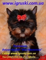 Элитные щеночки йоркширского терьера питомник Моя Малютка - <ro>Изображение</ro><ru>Изображение</ru> #3, <ru>Объявление</ru> #433079