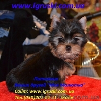 Элитные щеночки йоркширского терьера питомник Моя Малютка - <ro>Изображение</ro><ru>Изображение</ru> #4, <ru>Объявление</ru> #433079