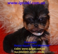 Элитные щеночки йоркширского терьера питомник Моя Малютка - <ro>Изображение</ro><ru>Изображение</ru> #2, <ru>Объявление</ru> #433079