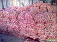 продам картошку семенную - <ro>Изображение</ro><ru>Изображение</ru> #2, <ru>Объявление</ru> #497540