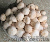 Продаю недорого міцелій шампіньйона ( печериця), опенька, вешенки, шиітаке … - <ro>Изображение</ro><ru>Изображение</ru> #1, <ru>Объявление</ru> #509854