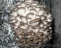 Продаю недорого міцелій шампіньйона ( печериця), опенька, вешенки, шиітаке … - <ro>Изображение</ro><ru>Изображение</ru> #3, <ru>Объявление</ru> #509854