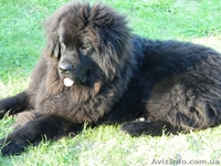 Ньюфаундленд(водолас) - предлагаем прекрасных щенков для всей семьи. - <ro>Изображение</ro><ru>Изображение</ru> #10, <ru>Объявление</ru> #506316