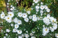 Саженцы с питомника Гуменюка М.С. - <ro>Изображение</ro><ru>Изображение</ru> #1, <ru>Объявление</ru> #504315