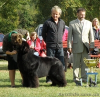 Ньюфаундленд(водолас) - предлагаем прекрасных щенков для всей семьи. - <ro>Изображение</ro><ru>Изображение</ru> #2, <ru>Объявление</ru> #506316
