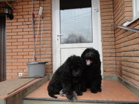 продам щенков ньюфаундленда - <ro>Изображение</ro><ru>Изображение</ru> #2, <ru>Объявление</ru> #499619