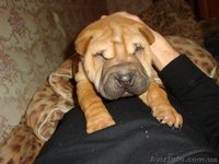 продам маленького шарпейчика - <ro>Изображение</ro><ru>Изображение</ru> #3, <ru>Объявление</ru> #509768