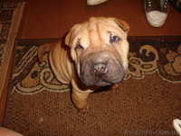 продам маленького шарпейчика - <ro>Изображение</ro><ru>Изображение</ru> #5, <ru>Объявление</ru> #509768