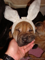 продам маленького шарпейчика - <ro>Изображение</ro><ru>Изображение</ru> #6, <ru>Объявление</ru> #509768