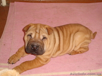 продам маленького шарпейчика - <ro>Изображение</ro><ru>Изображение</ru> #1, <ru>Объявление</ru> #509768